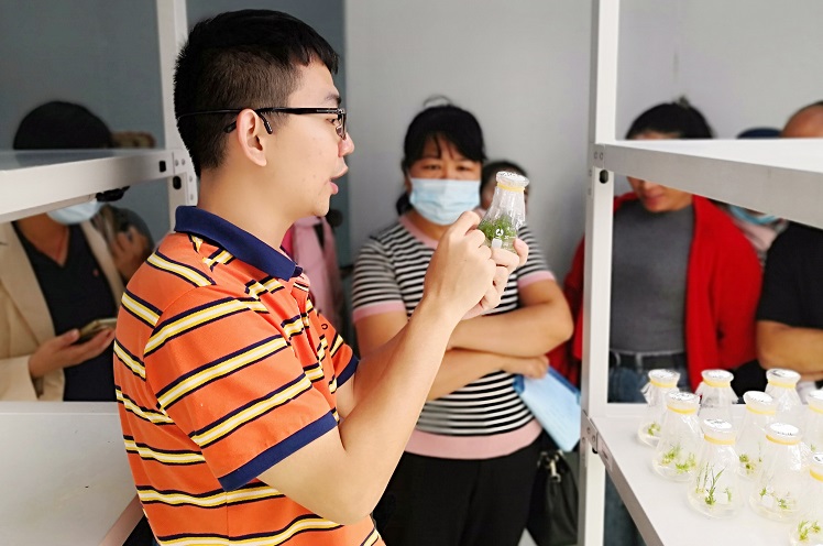 1斑兰叶组培繁育技术培训.jpg