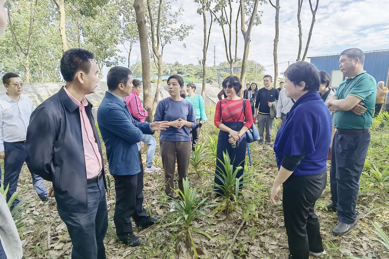 讨论橡胶间作斑兰叶示范基地扩建事宜.jpg