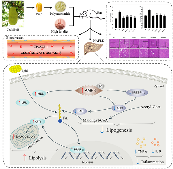 菠萝蜜多糖对高脂诱导肥胖大鼠肝脏的保护作用及机制.png