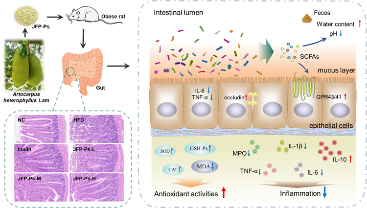 菠萝蜜多糖对高脂诱导肥胖大鼠肠道的保护作用及机制.png