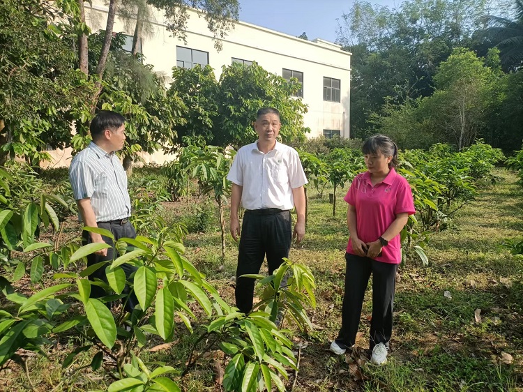 调研海南省茶树种质资源圃.jpg