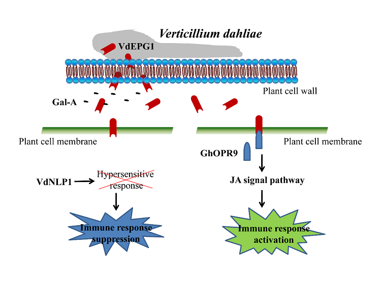 图1 VdEPG1与GhOPR9互作调节棉花黄萎病抗性.png