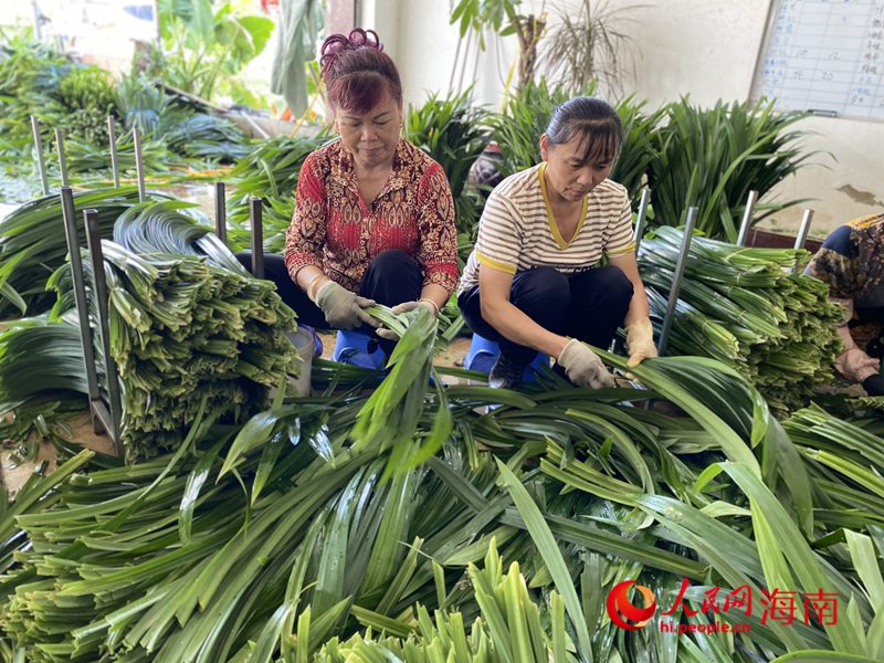 收购站内，员工们将农户采摘的斑兰叶进行清洗、整理、打包。人民网记者 樊欢迪摄