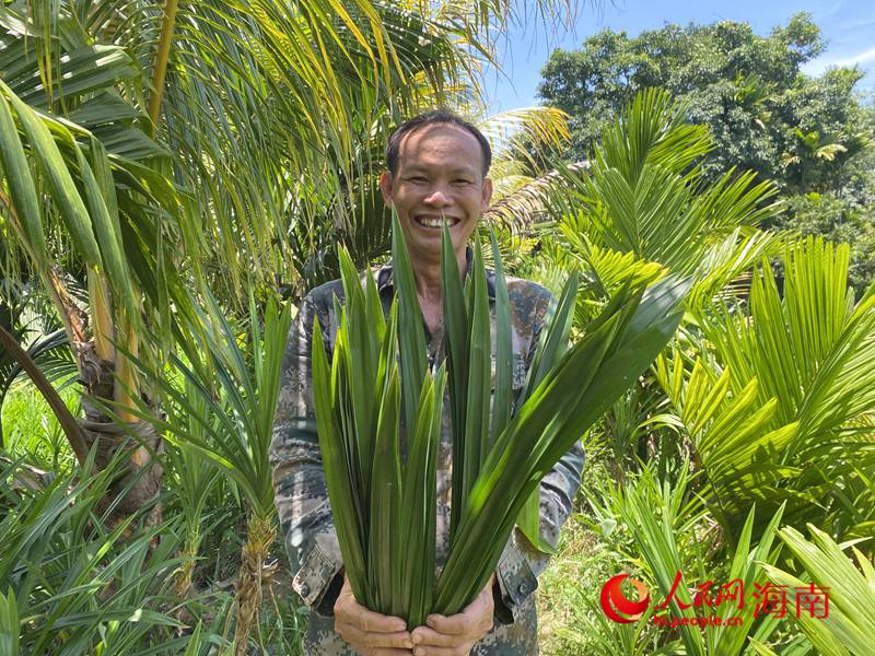 1-桥北村村民王有平兴奋地展示自家种植的斑兰叶。人民网记者 樊欢迪摄